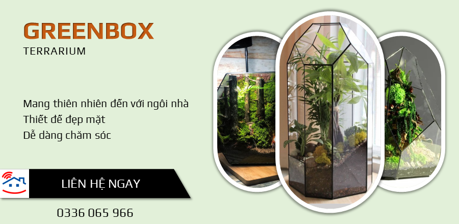 GreenBox Terrarium
