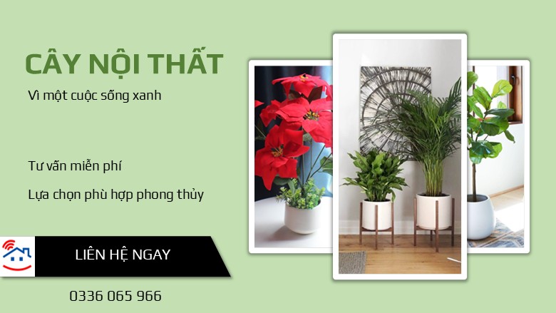 Cây nội thất